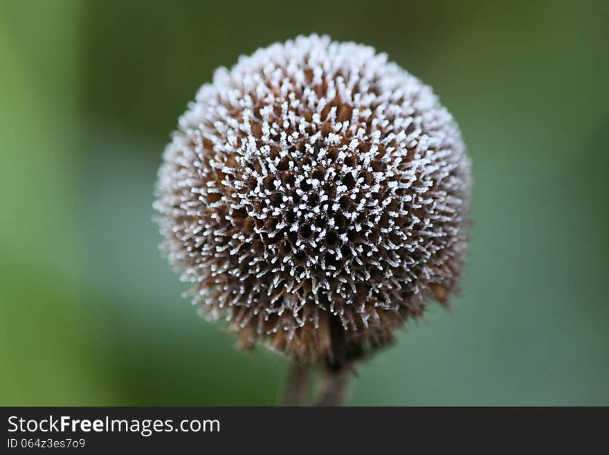 This mornings frost coated many of my flowers which have gone to see heads, like this Bee Balm. It looks totally different in the warm days of summer!. This mornings frost coated many of my flowers which have gone to see heads, like this Bee Balm. It looks totally different in the warm days of summer!