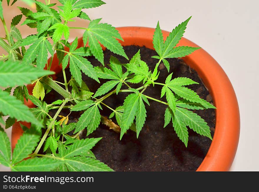 Image of a cannabis plant in a brown pot