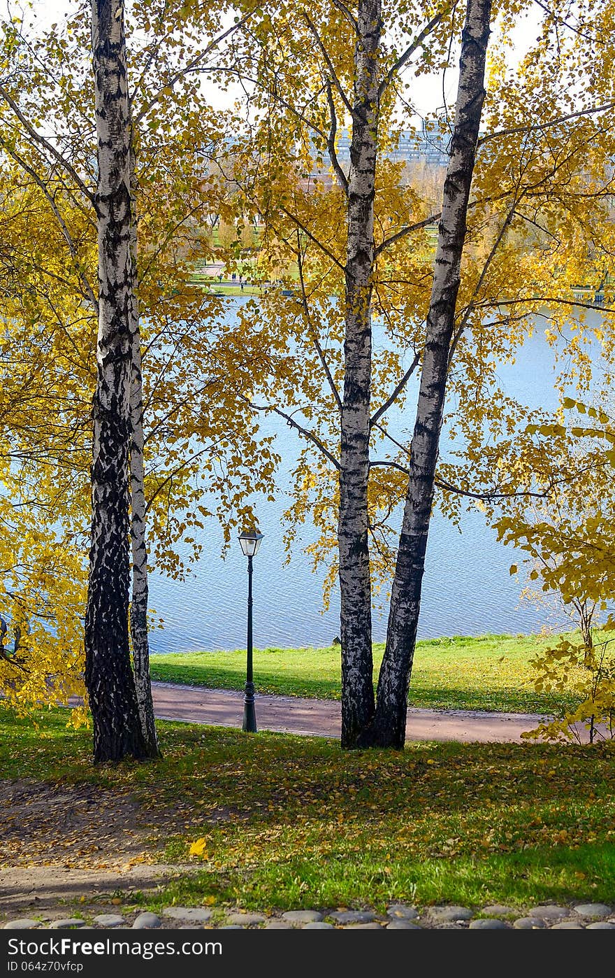 Golden trees in autumn park on a sunny day