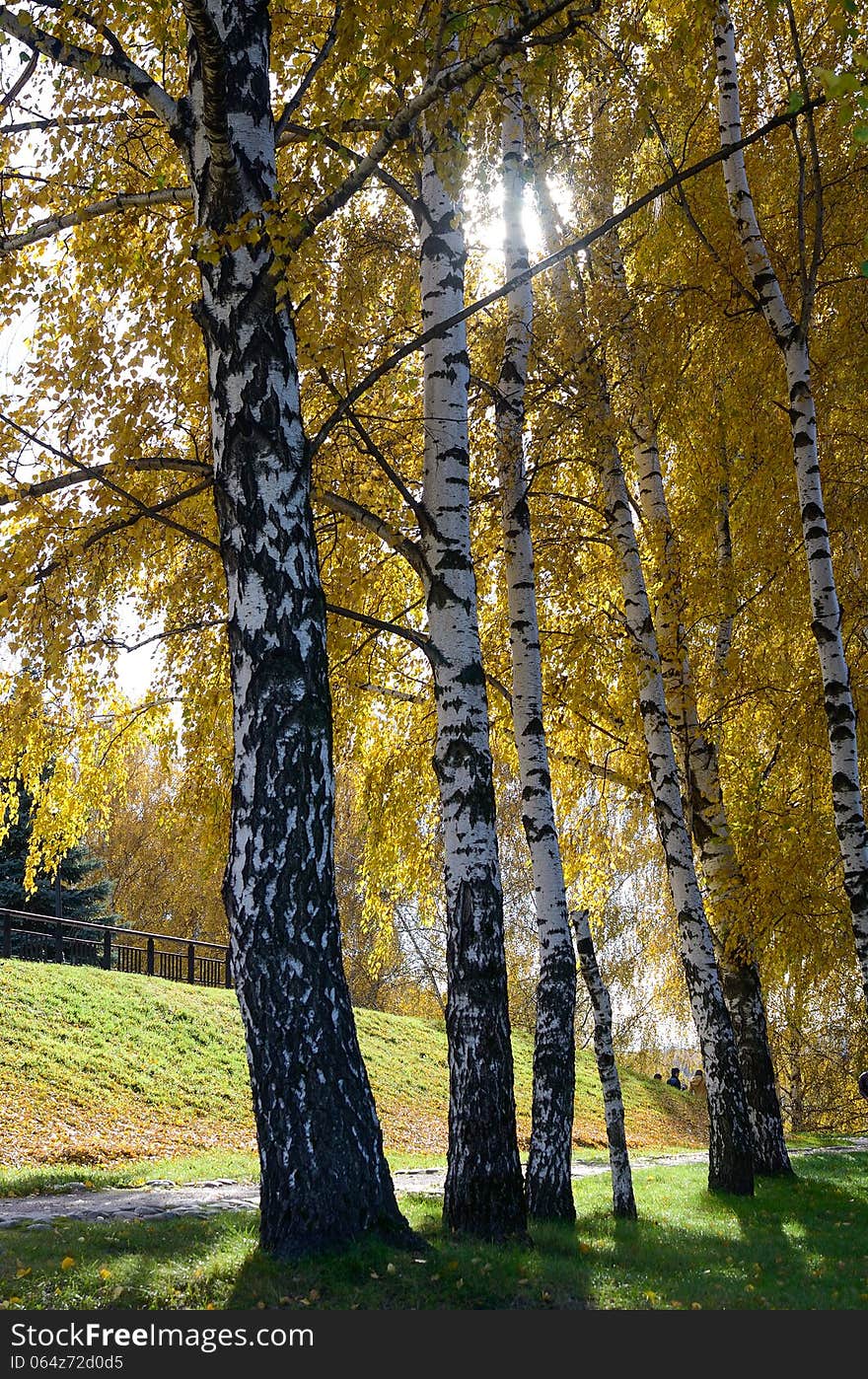 Golden trees in autumn park on a sunny day