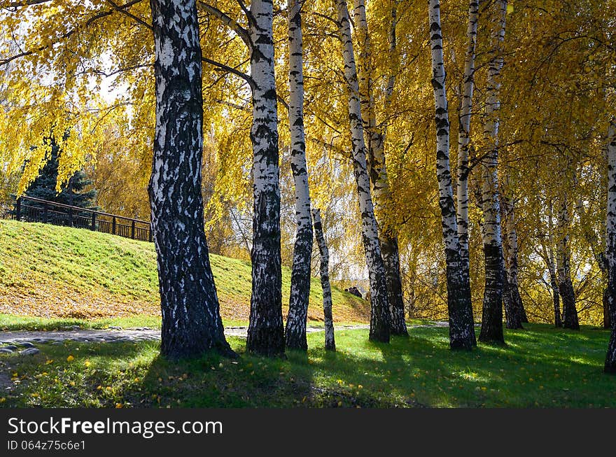 Golden trees in autumn park on a sunny day