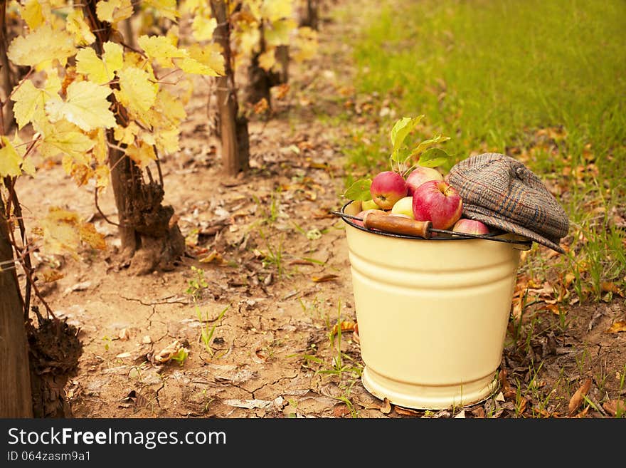 harvest of ripe apples