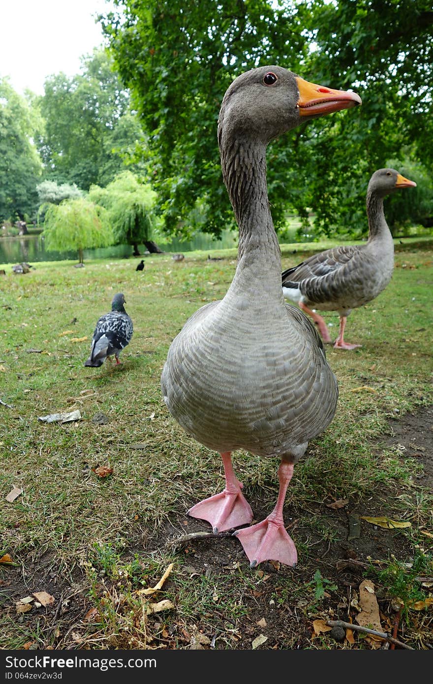 Two large geese waddle through St. James Park, London.