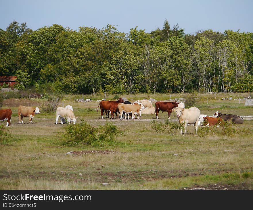 Cattle On The Island Oland