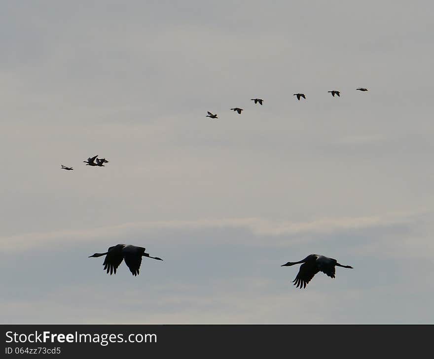 The yearly cranes migration on the island Oeland in the Baltic sea of Sweden