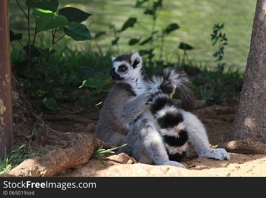 Lemur