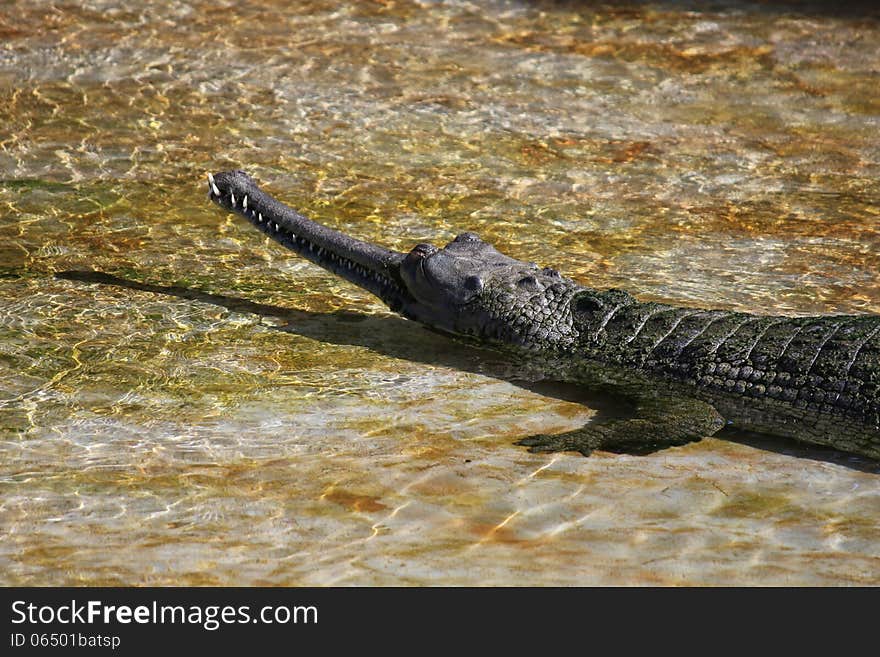 Head of crocodile