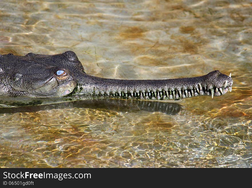 Head of crocodile