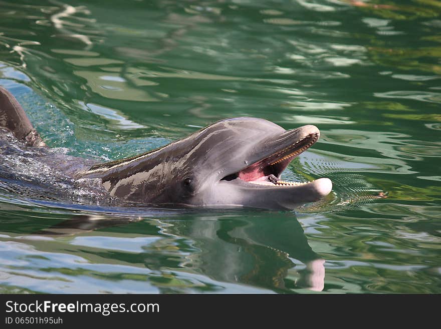 Smiling dolphin is swimming. Smiling dolphin is swimming