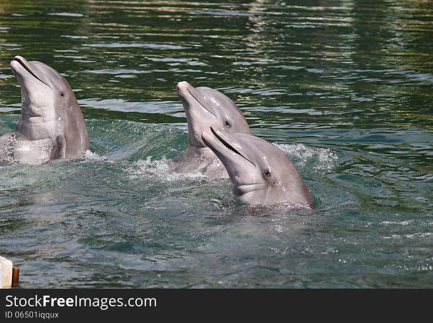 Smiling dolphins are ready to jump. Smiling dolphins are ready to jump