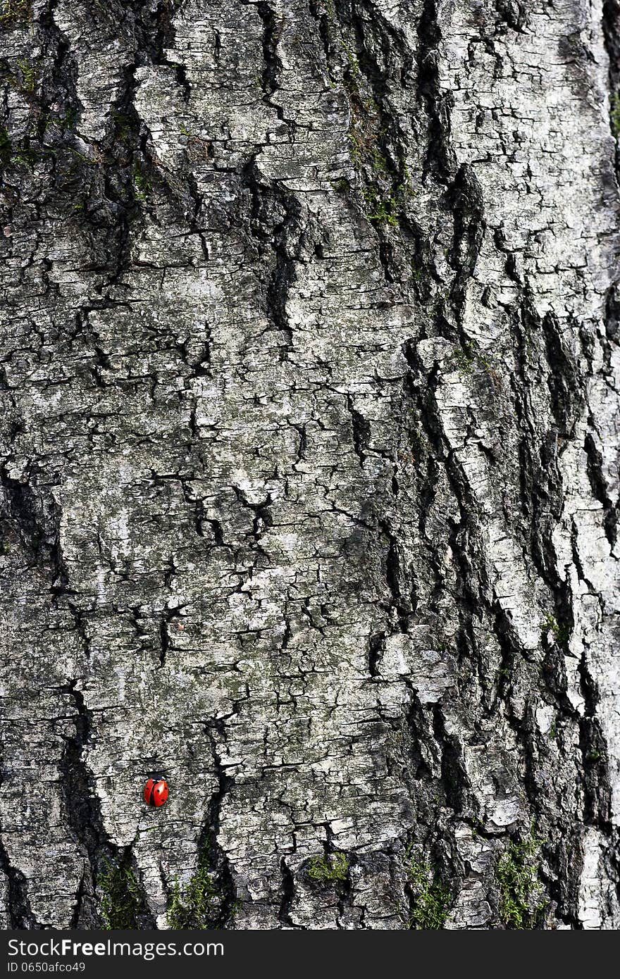 Ladybug On A Tree