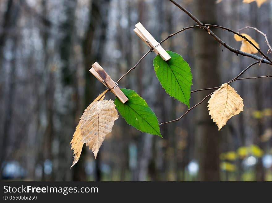 Green Leaves On A Pin