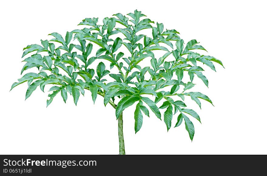 Yam Elephant Plant