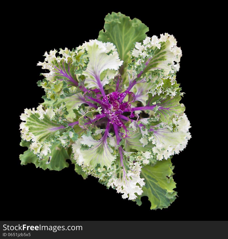 Kale or borecole (Brassica oleracea Acephala Group) is a vegetable with green or purple leaves, in which the central leaves do not form a head. It is considered to be closer to wild cabbage than most domesticated forms. Kale or borecole (Brassica oleracea Acephala Group) is a vegetable with green or purple leaves, in which the central leaves do not form a head. It is considered to be closer to wild cabbage than most domesticated forms.