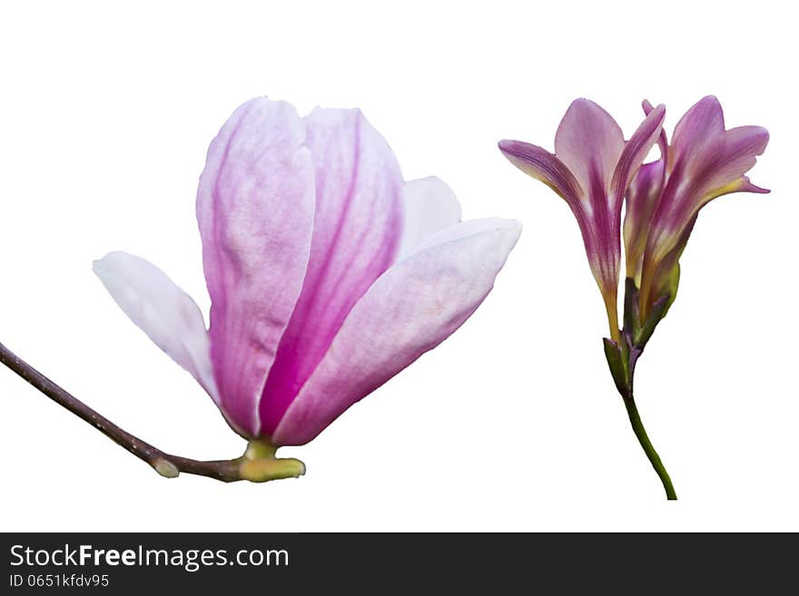 Purple color flower in white background