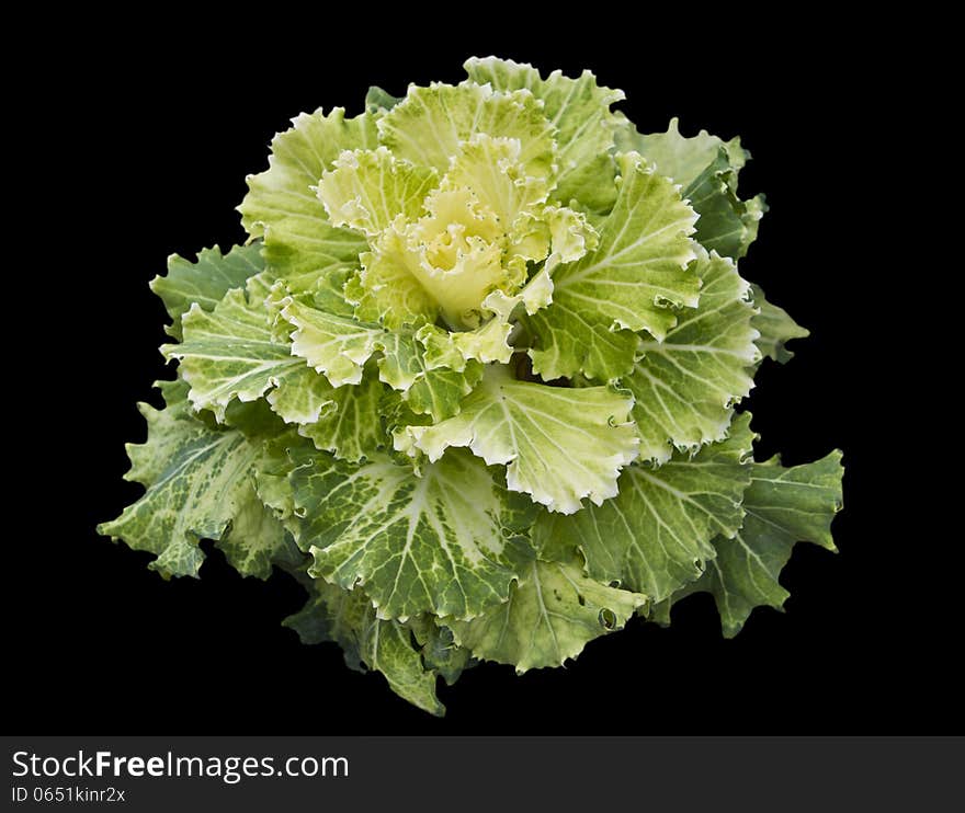 Kale Ornamental