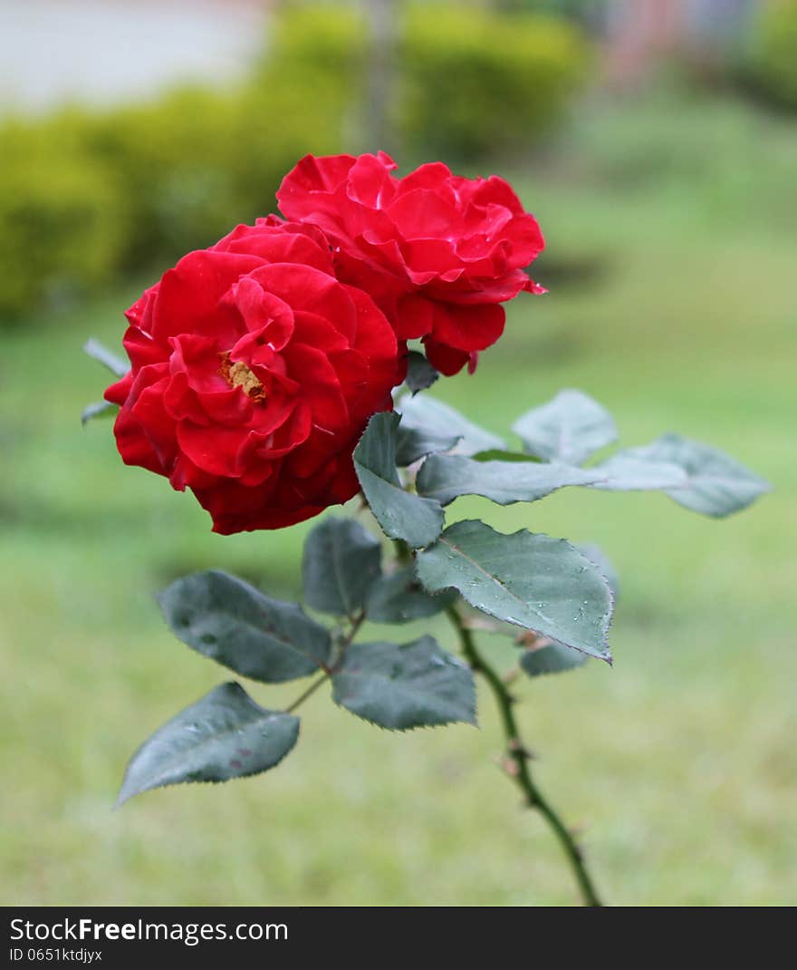 Rose flower in the garden