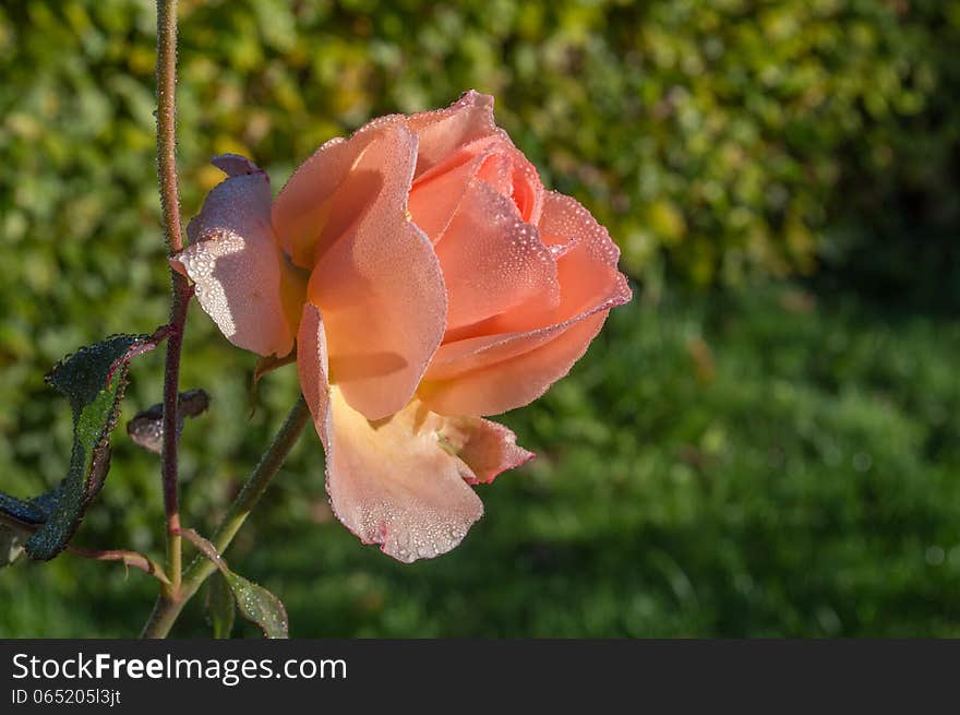 Fresh pink rose with ice on leafs