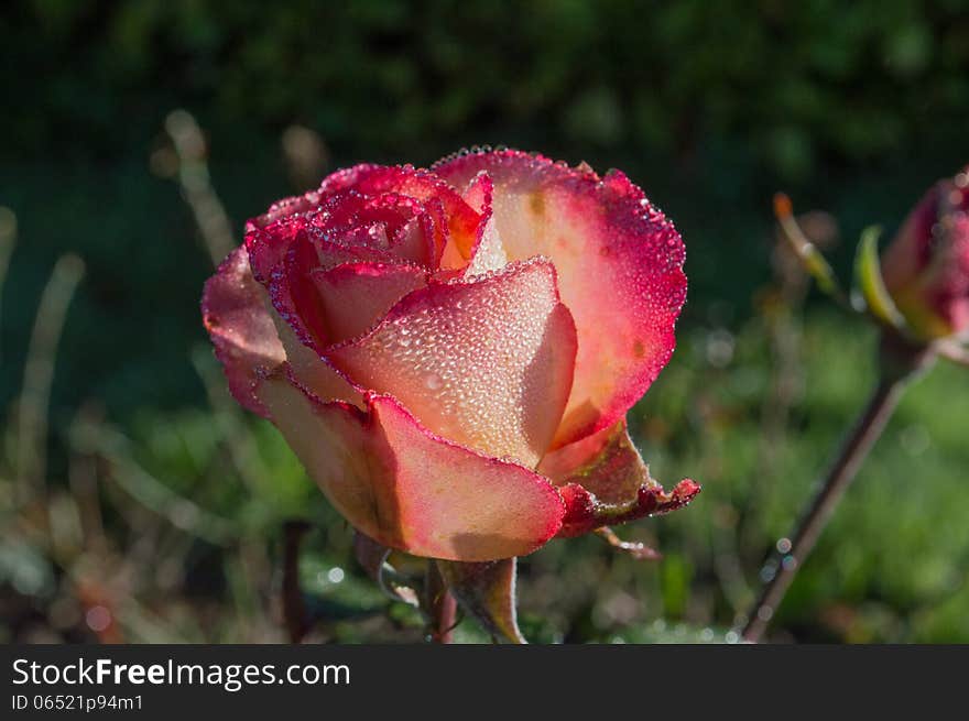 Fresh red rose with ice on leafs