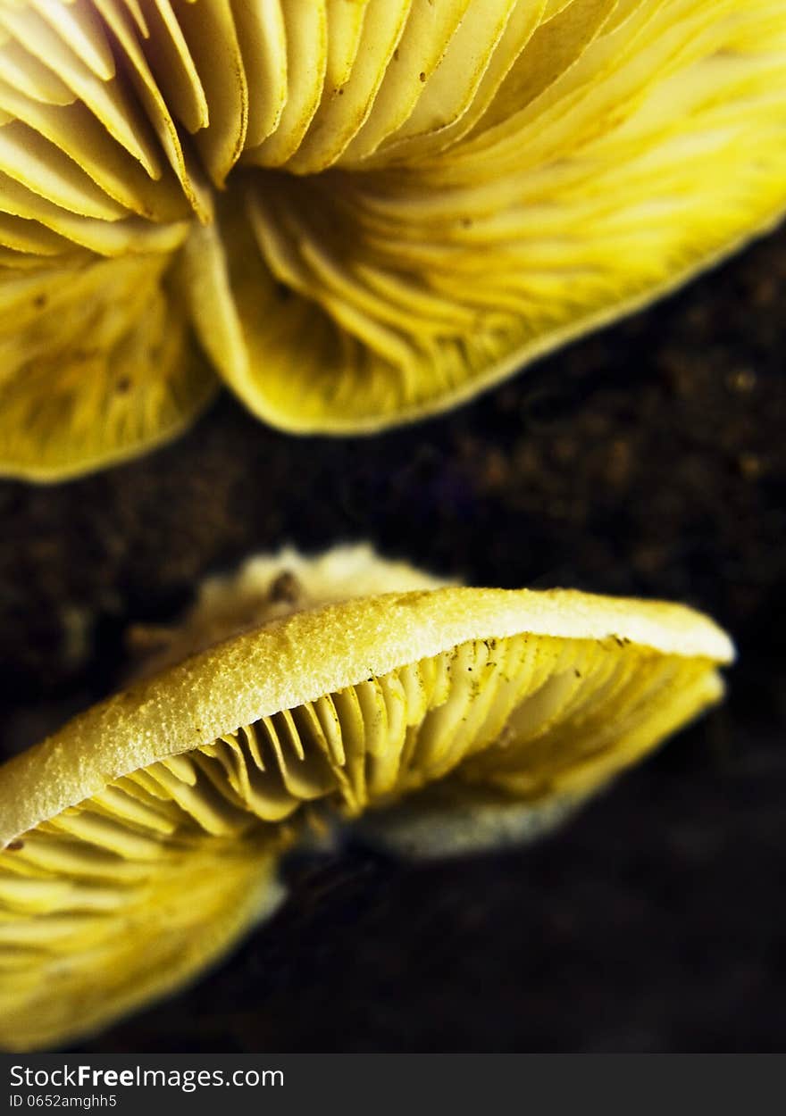 Details of yellow mushroom lamellae pleurots australis. Details of yellow mushroom lamellae pleurots australis