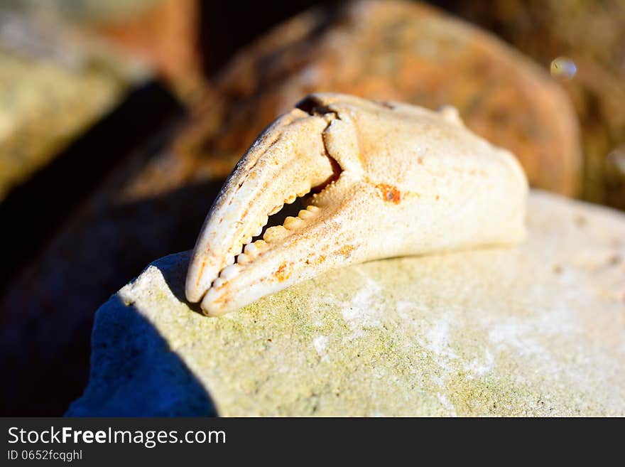 Crab claw on a rock by the sea