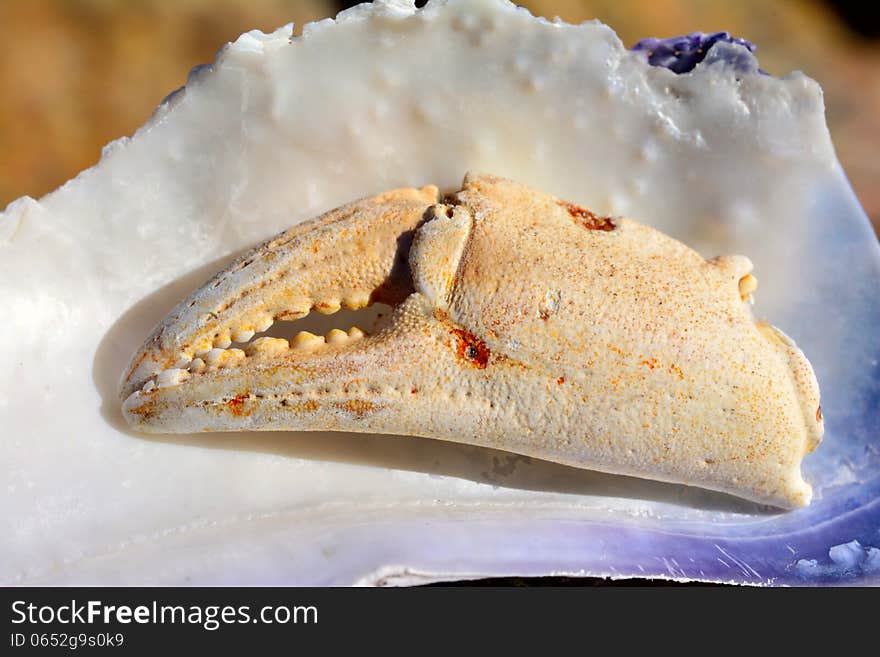 Crab claw on seashells by the sea