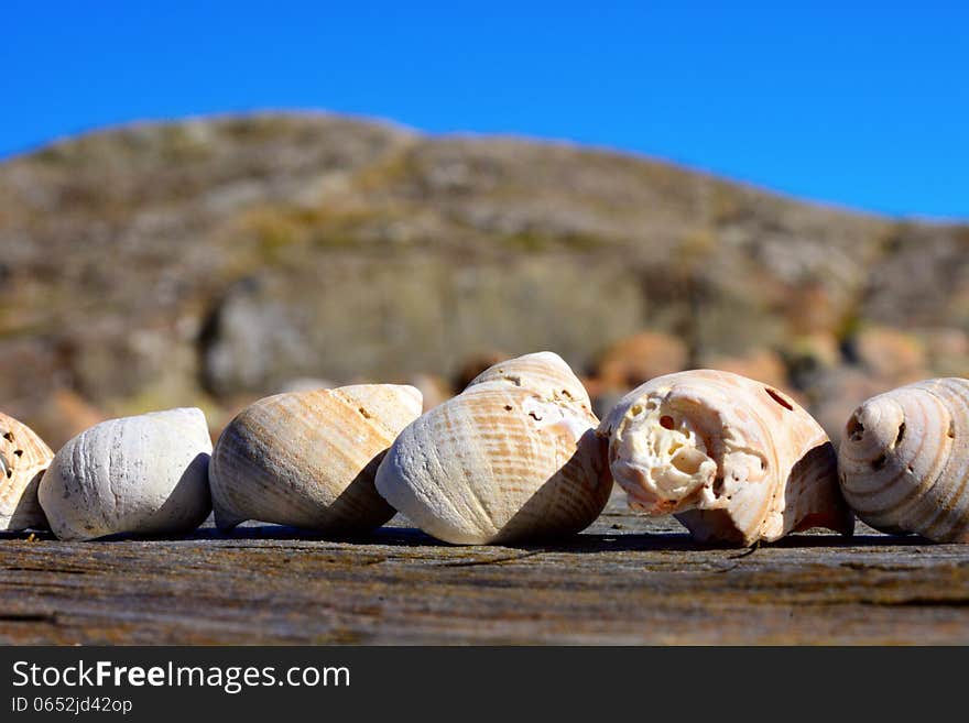 Shells on line lying on a plank at sea