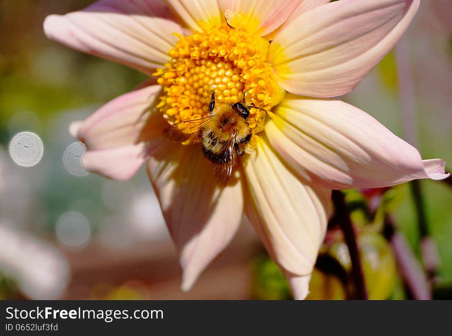 Bee on a flower Dahlia summer day