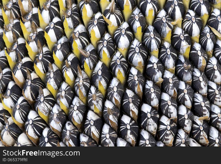 Macro shot of sunflower seeds reveals interesting patterns