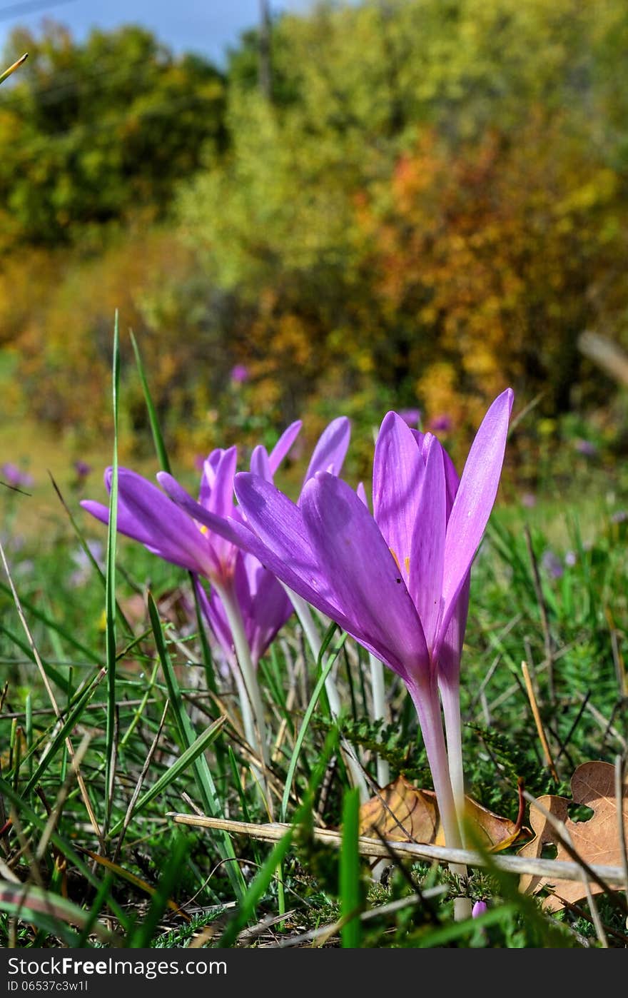 Colhicum Autumnale flower on mountain meadow, growing in fall and completely without leaves, toxic, but healing, false crocus. Colhicum Autumnale flower on mountain meadow, growing in fall and completely without leaves, toxic, but healing, false crocus