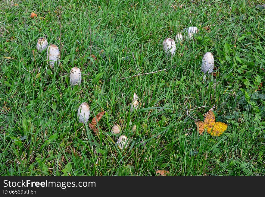 Group of Shaggy Ink Cap or Coprinus comatus fungi, delicious edible mushrooms, growing in grass