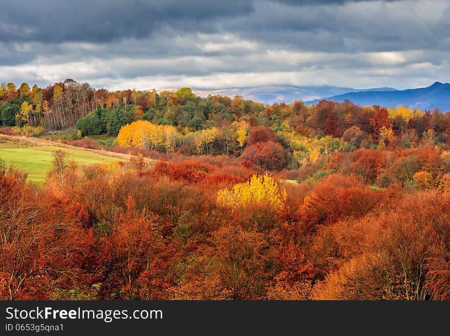 Autumn mountain landscape. hillside with pine and Colorful foliage aspen trees near green valley. Autumn mountain landscape. hillside with pine and Colorful foliage aspen trees near green valley