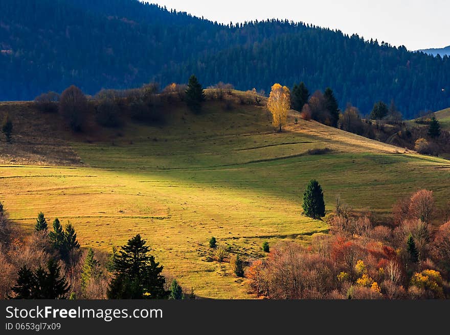 Autumn landscape. mountain meadow with green grass, pine trees and mixed yellowed forest in morning light. Autumn landscape. mountain meadow with green grass, pine trees and mixed yellowed forest in morning light