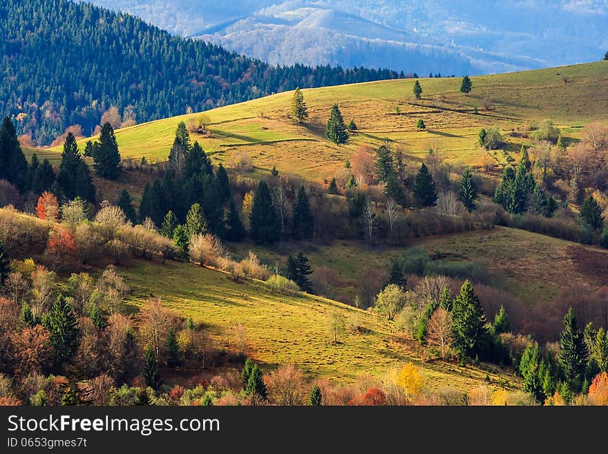 Autumn landscape. mountain meadow with green grass, pine trees and mixed yellowed forest in morning light. Autumn landscape. mountain meadow with green grass, pine trees and mixed yellowed forest in morning light