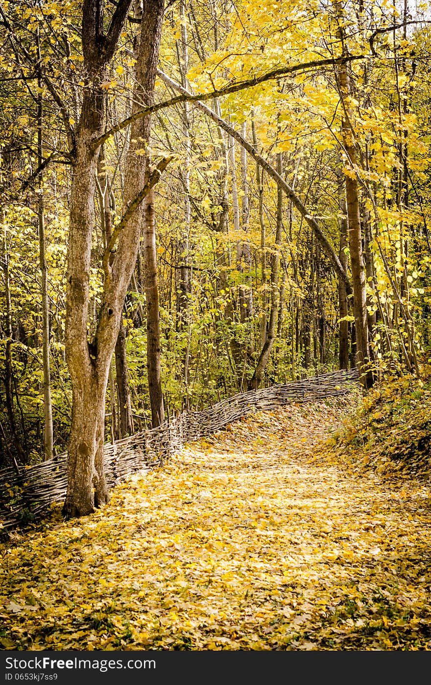 Path in autumn maple forest. Path in autumn maple forest