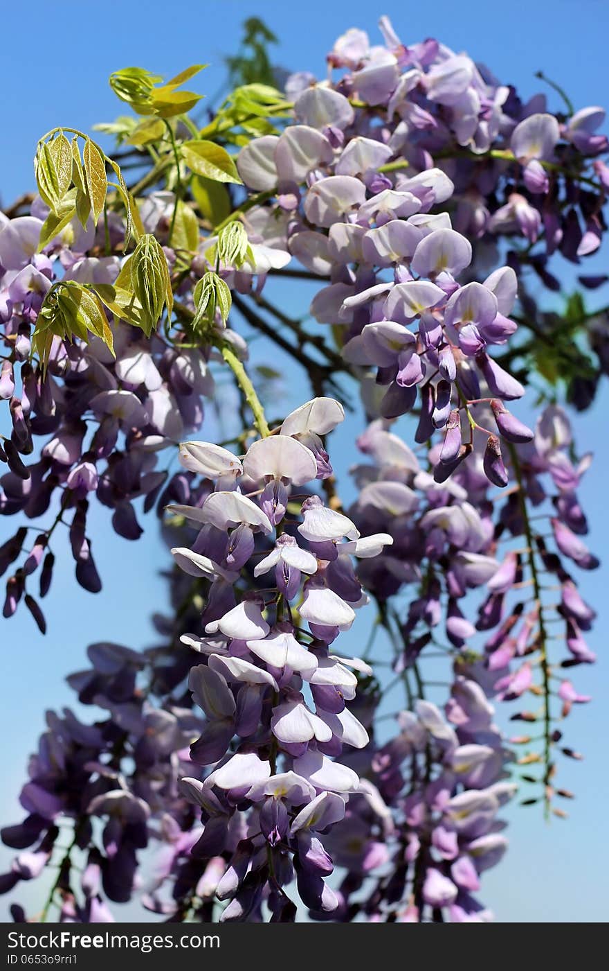 Bright purple flowers of wisteria as spring background for Valentine's Day