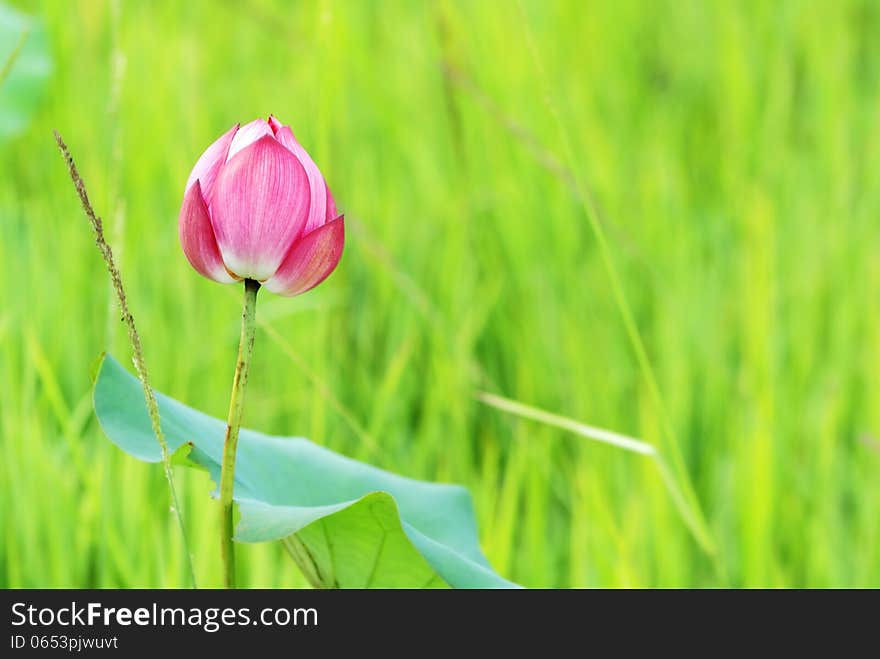 Pink lotus ,Beautiful pink lotus at Lao