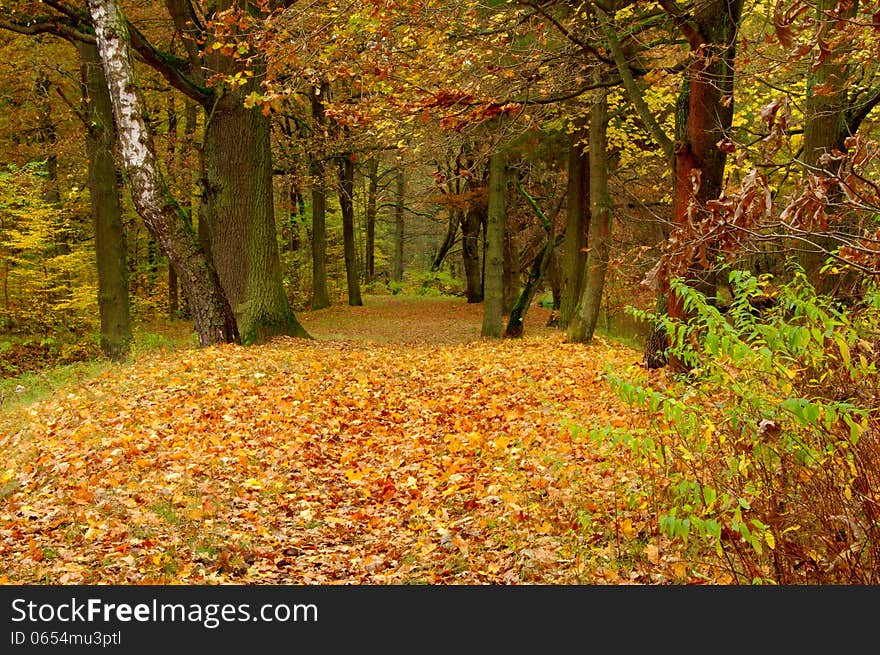 The photograph shows a deciduous forest in autumn. The leaves on the trees are green, yellow and brown color. Covered by a thick layer of earth dry leaves.