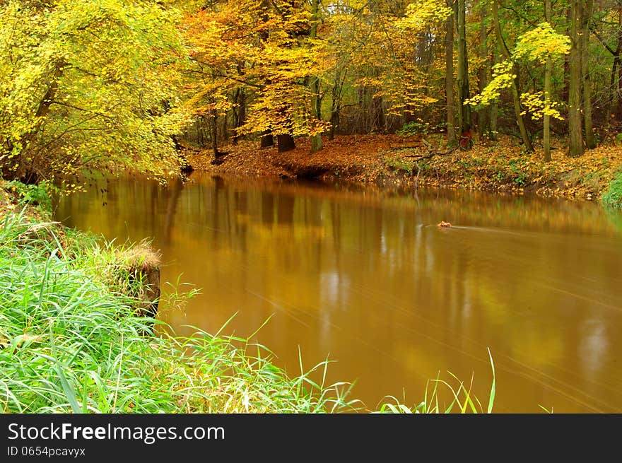 The photograph shows a small river flowing through the forest. It is autumn, the leaves are green, yellow and brown. The photograph shows a small river flowing through the forest. It is autumn, the leaves are green, yellow and brown.