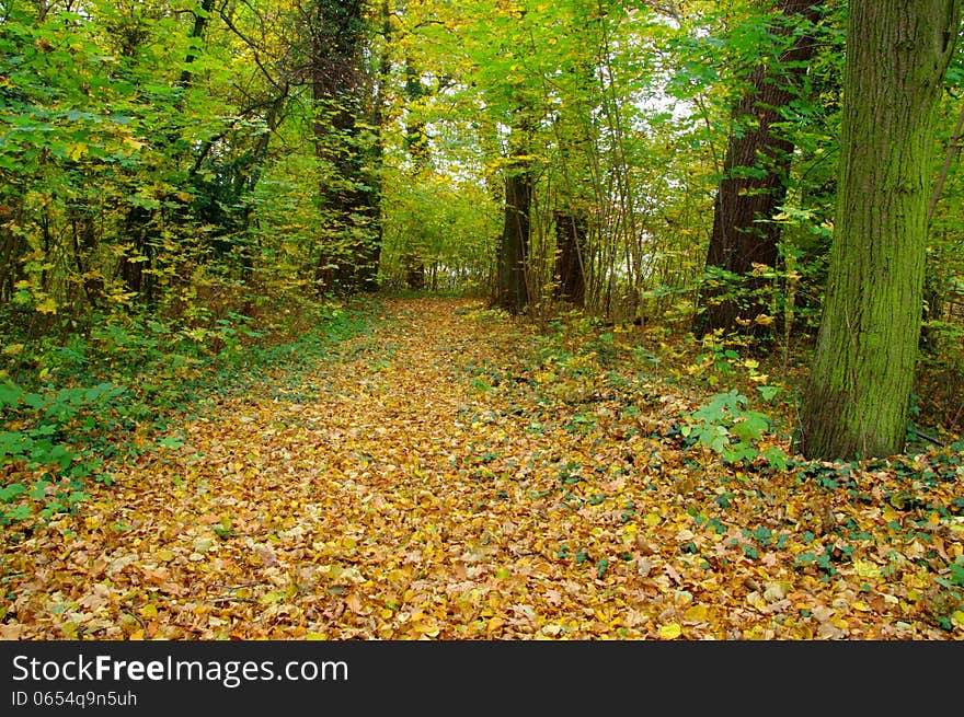 The photograph shows a deciduous forest in autumn. The leaves on the trees are green, yellow and brown. Covered by a thick layer of earth fallen, dry, brown leaves.