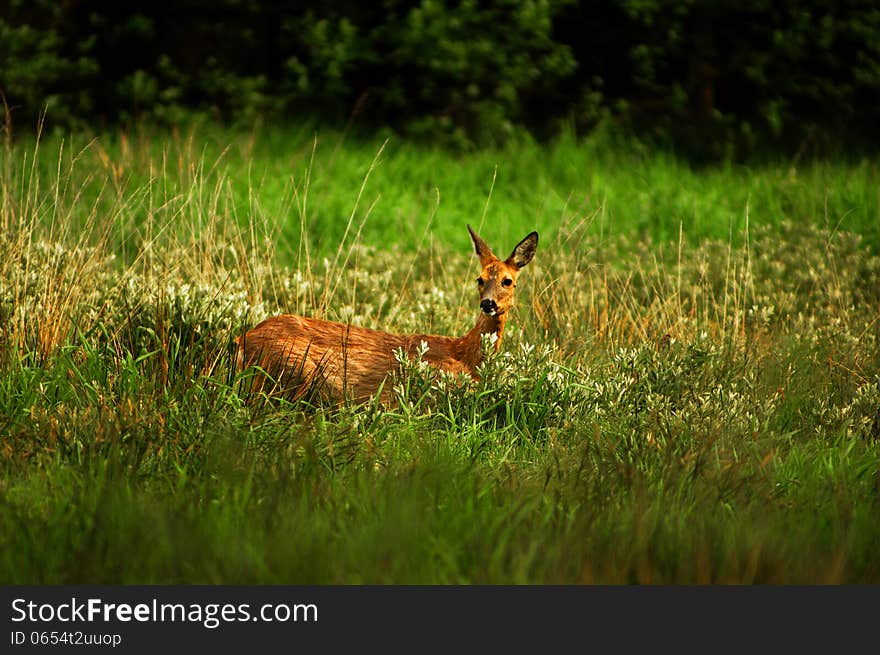 The photograph shows a doe deer standing in tall grass. The visible part of the hill is just an animal. The photograph shows a doe deer standing in tall grass. The visible part of the hill is just an animal.