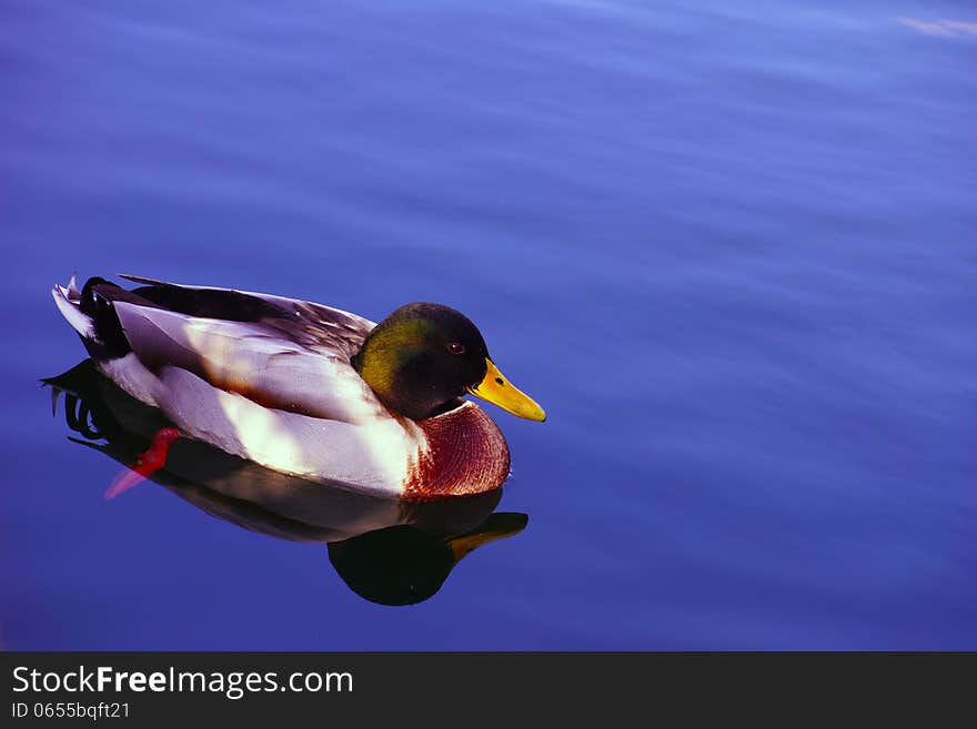 A duck swims in the river, with blue sky reflection. A duck swims in the river, with blue sky reflection.