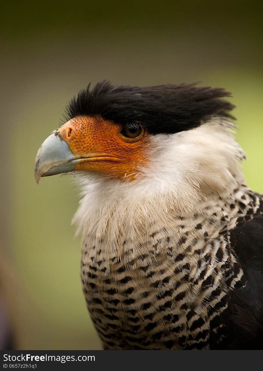 Portrait Of A Crested Caracara