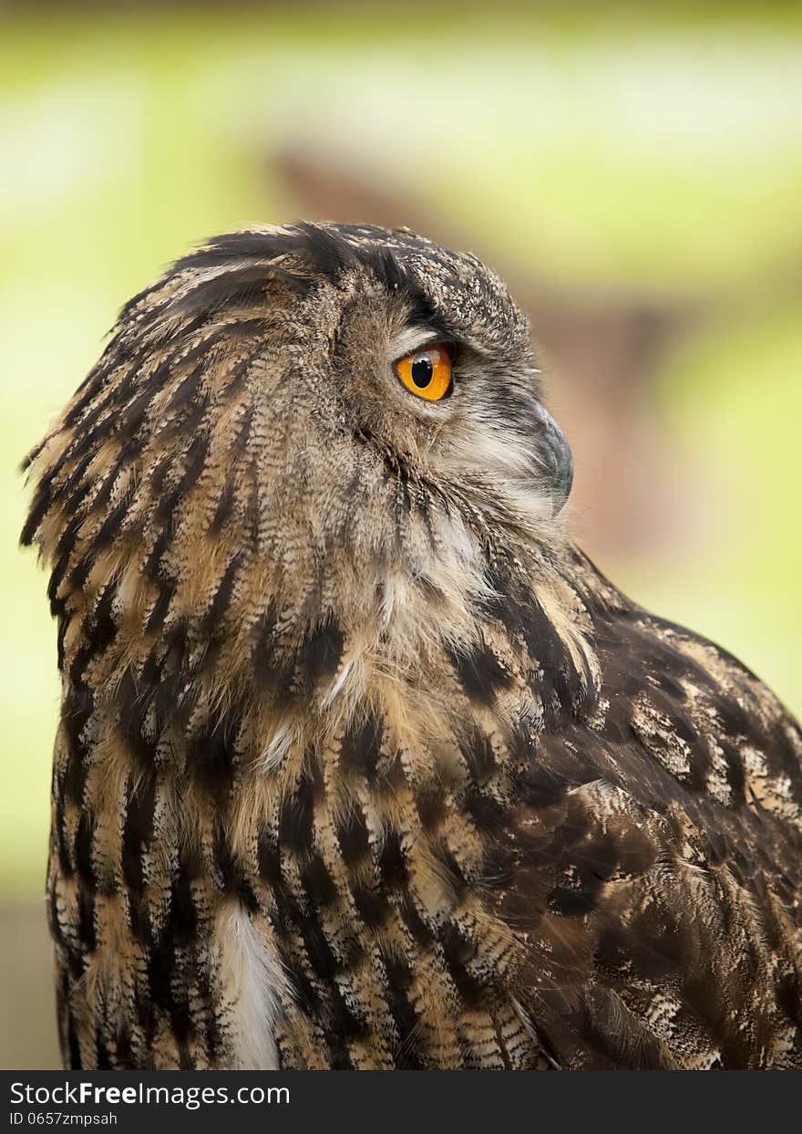 Portrait of a Eurasian Eagle-Owl