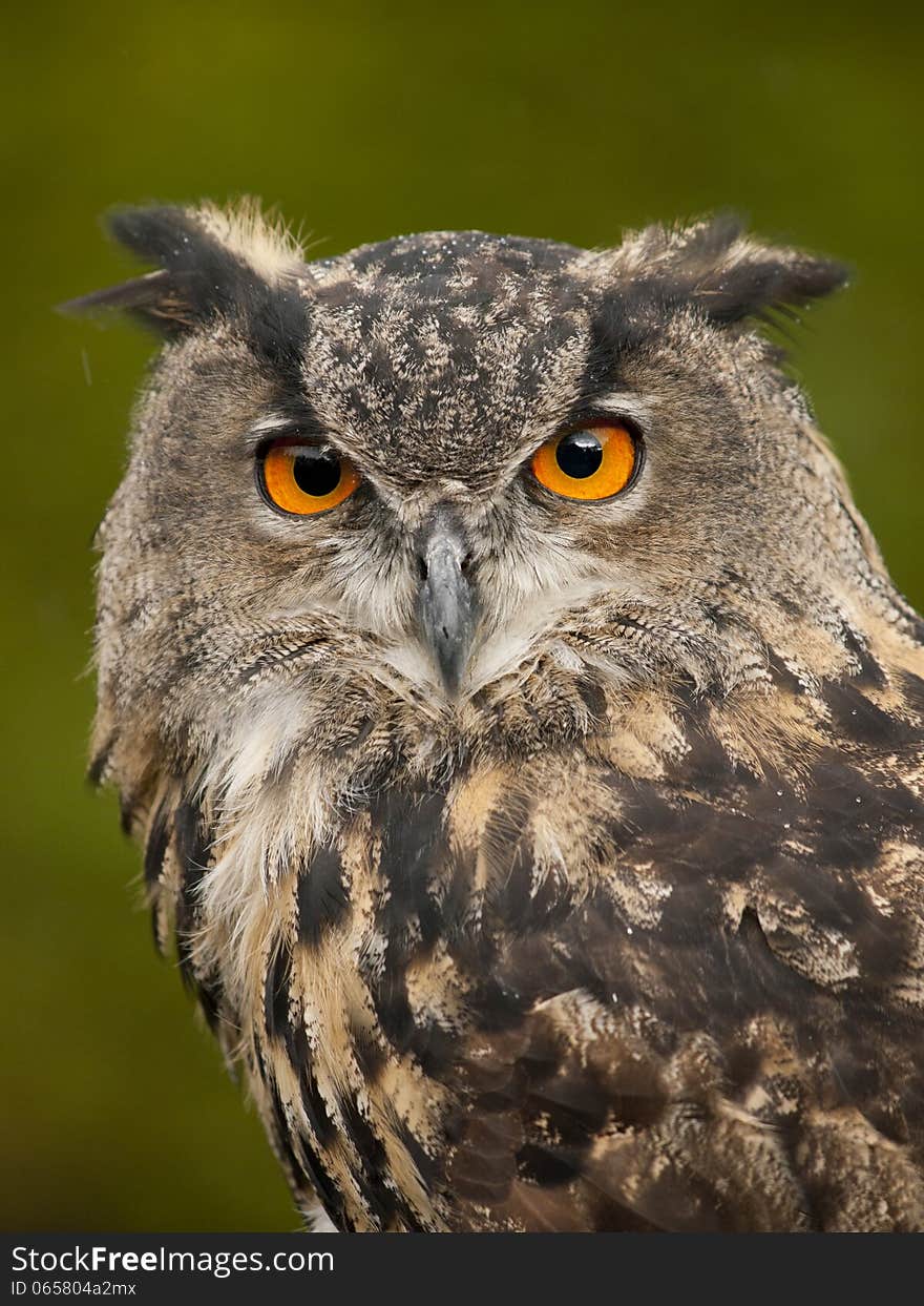 Portrait of a Eurasian Eagle-Owl