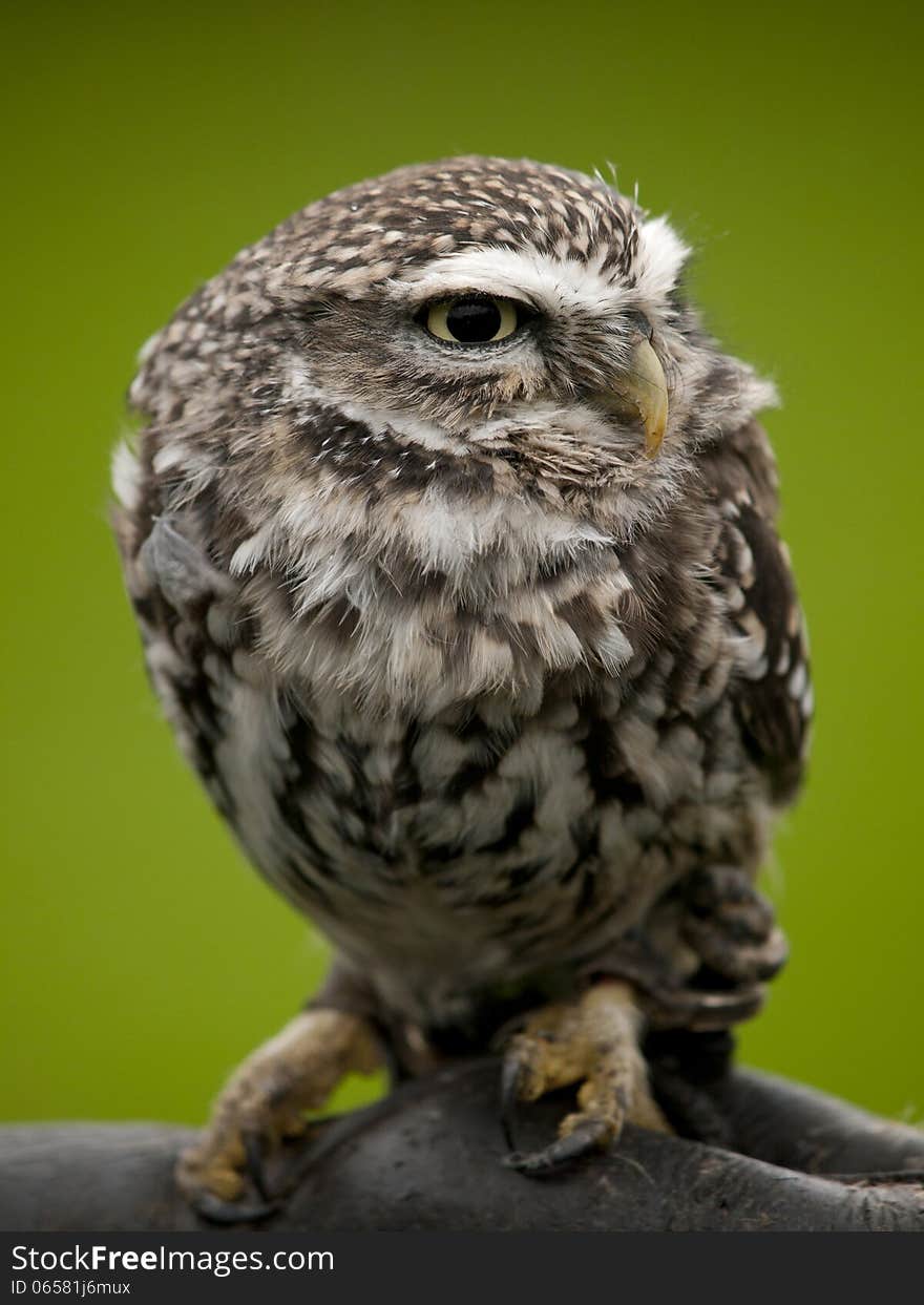 Angry looking little owl perched on a branch