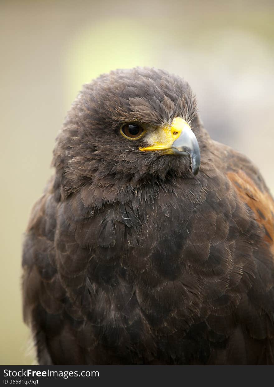 Portrait Of A Young Steppe Eagle