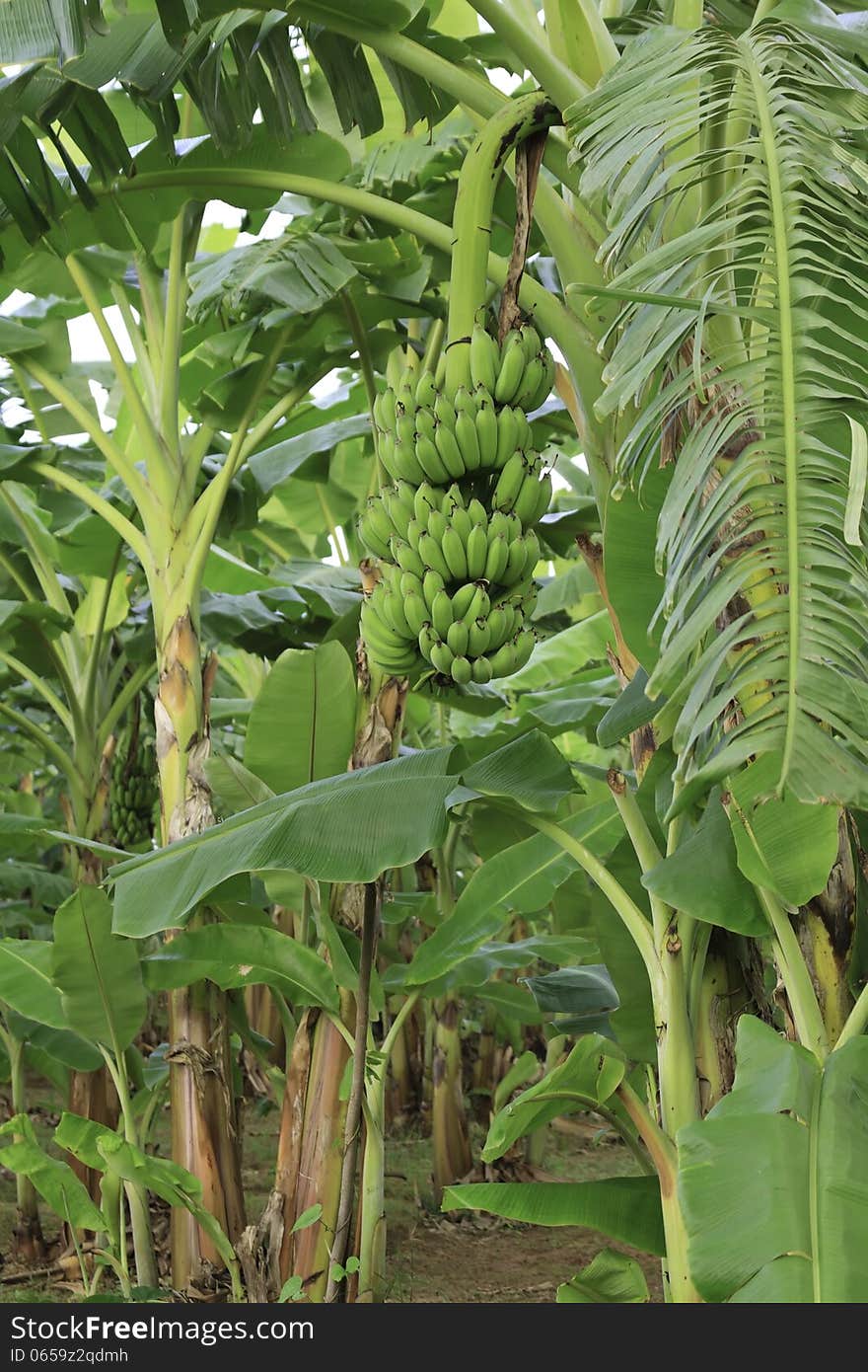 Banana Tree