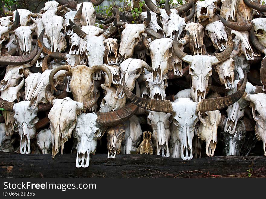 Buffalo skull in Temple of Thailand