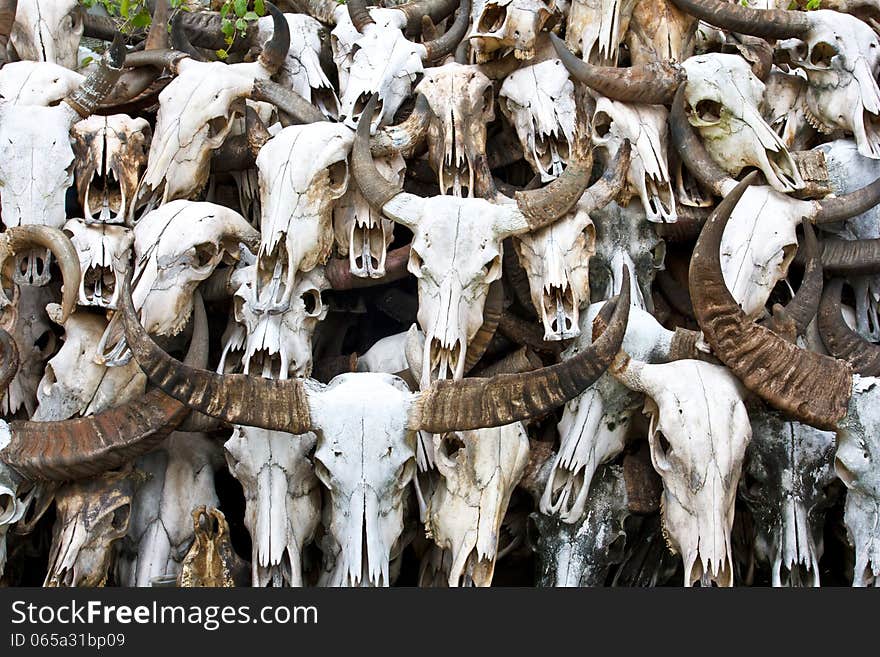 Buffalo skull in Temple of Thailand. Buffalo skull in Temple of Thailand